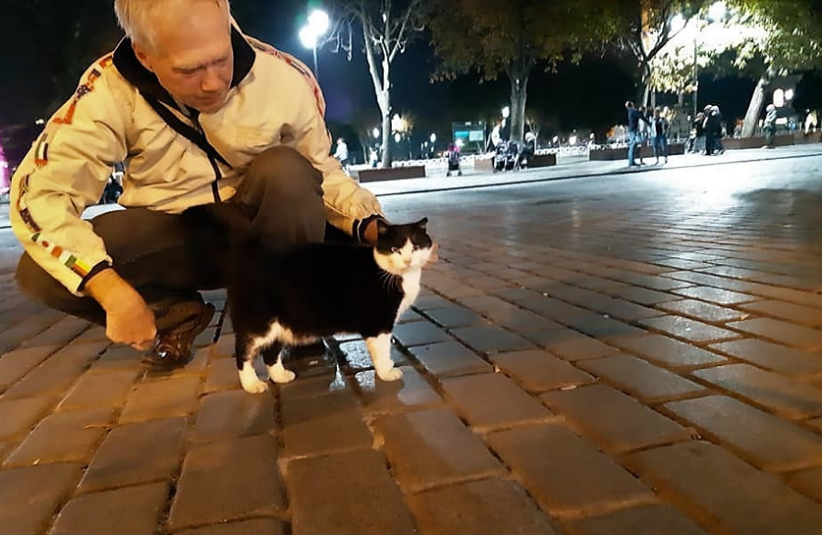 Istanbul Cats and Panda