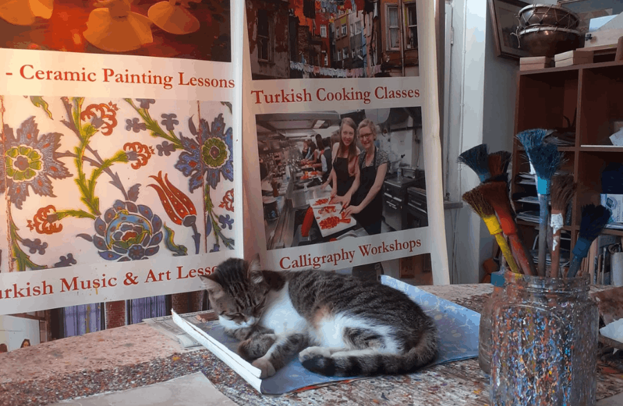 Charlie, the Famous Cat of Sultanahmet
