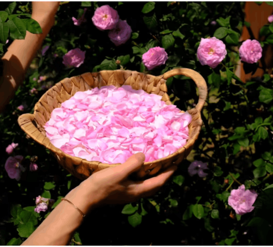 Isparta Rose Oil Perfume Making Workshop by Nurdogan Senguler
