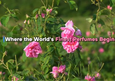 Isparta rose harvest experience