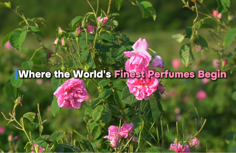 Isparta rose harvest experience